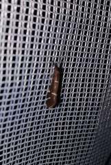 Athripsodes albifrons