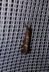 Athripsodes albifrons