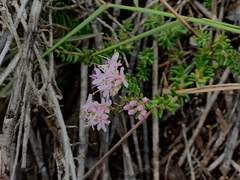 Agathosma cerefolium
