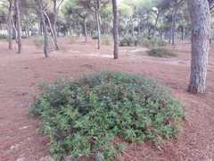 Pistacia lentiscus