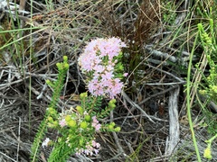 Agathosma cerefolium