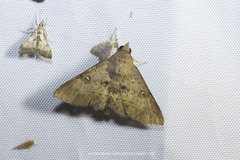 Hypospila bolinoides