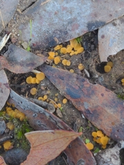 Phaeohelotium baileyanum