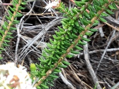 Agathosma cerefolium
