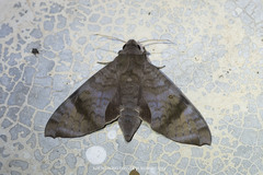 Acosmeryx pseudonaga