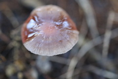 Thaxterogaster submagellanicus