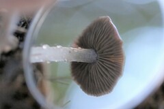 Thaxterogaster submagellanicus