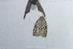 Giaura multipunctata