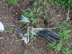 Alopochen aegyptiaca