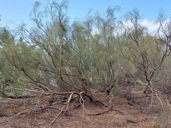 Retama monosperma