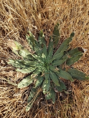 Echium asperrimum