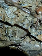 Crinia parinsignifera