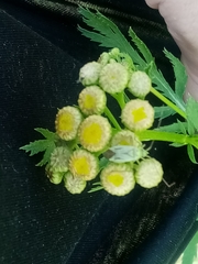 Adelphocoris quadripunctatus