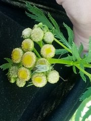 Adelphocoris quadripunctatus