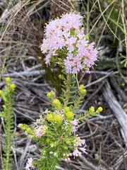 Agathosma cerefolium