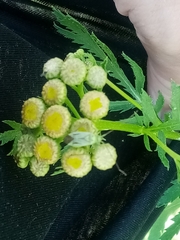 Adelphocoris quadripunctatus