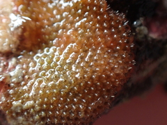 Escharoides coccinea