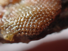 Escharoides coccinea