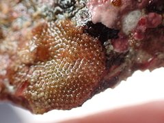 Escharoides coccinea