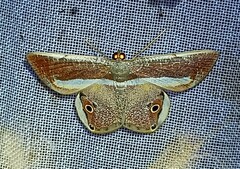 Opisthoxia formosante
