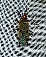 Dysdercus chiriquinus