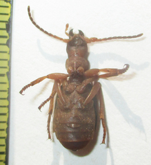 Crepidogaster