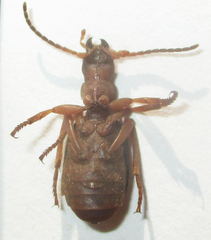 Crepidogaster