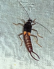 Spongiphora croceipennis