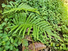 Christella acuminata