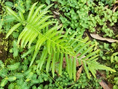 Christella acuminata