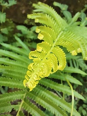 Christella acuminata