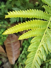 Christella acuminata