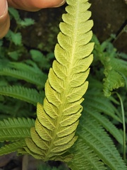 Christella acuminata