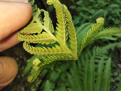 Christella acuminata