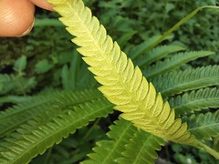 Christella acuminata