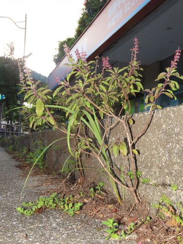 Image of Ocimum tenuiflorum by (c) chiuluan, some rights reserved (CC BY)