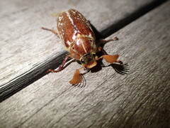 Polyphylla variolosa