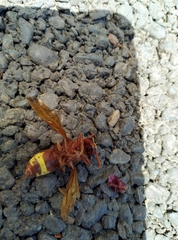 Vespa orientalis