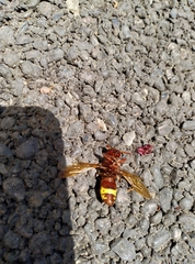 Vespa orientalis