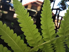 Christella