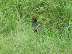 Phasianus versicolor