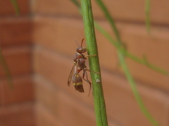 Ropalidia cyathiformis