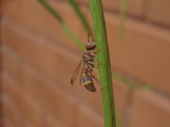 Ropalidia cyathiformis