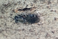 Adoxomyia