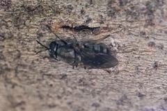 Adoxomyia
