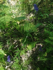 Aconitum volubile