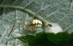 Theridion varians