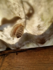 Iropoca rotundata