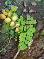 Adiantum