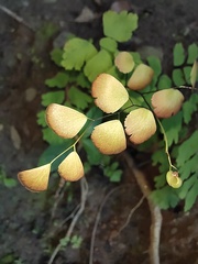 Adiantum